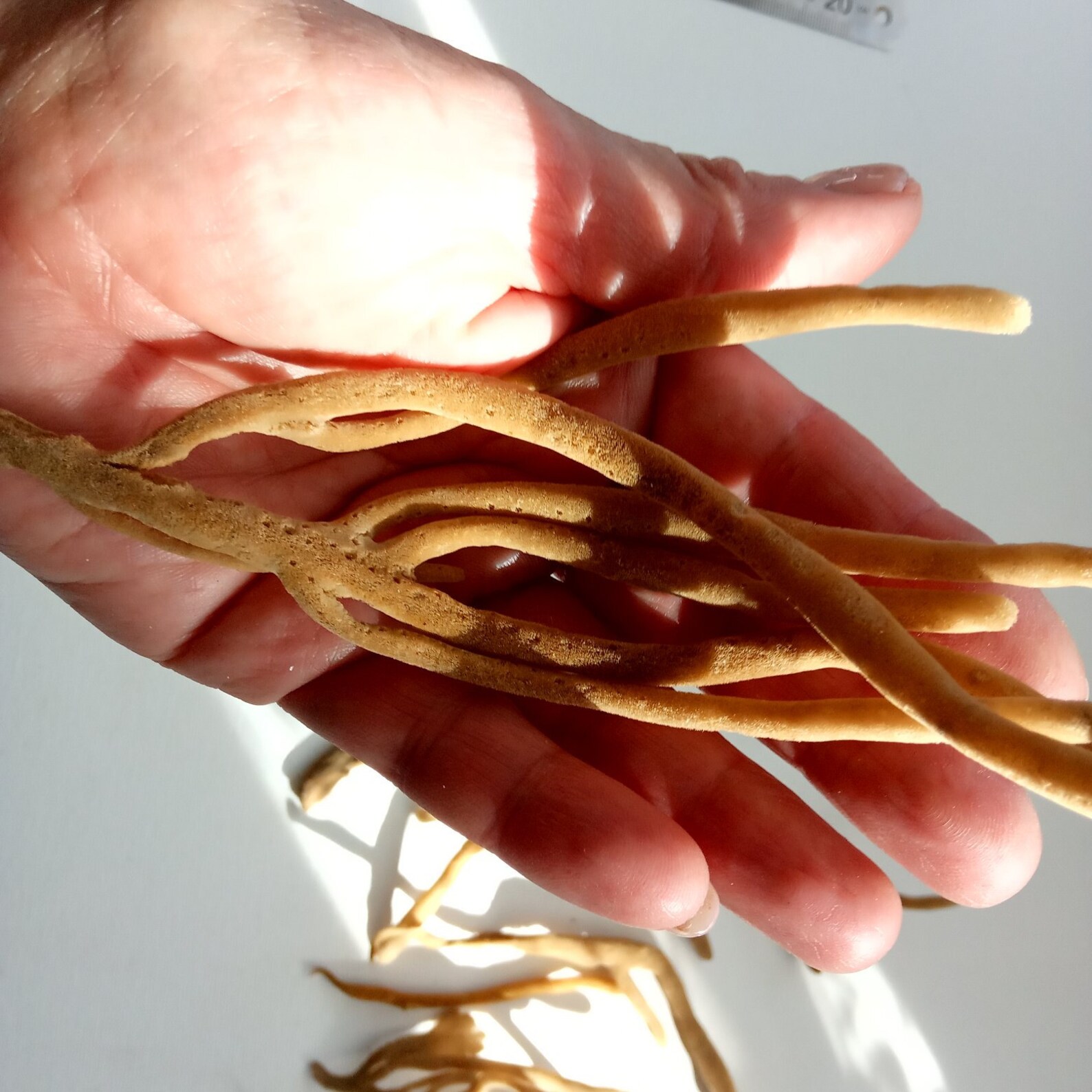 Sea Sponge Finger for Nautical Decor Supply Items for Crafting Etsy