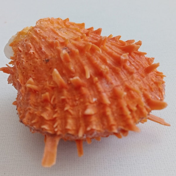 Golden Thorny Oyster Sea Shell for Curiosity Cabinet Taxidermy Collection Creative Projects Exotic Rare Orange Shell for Aquarium