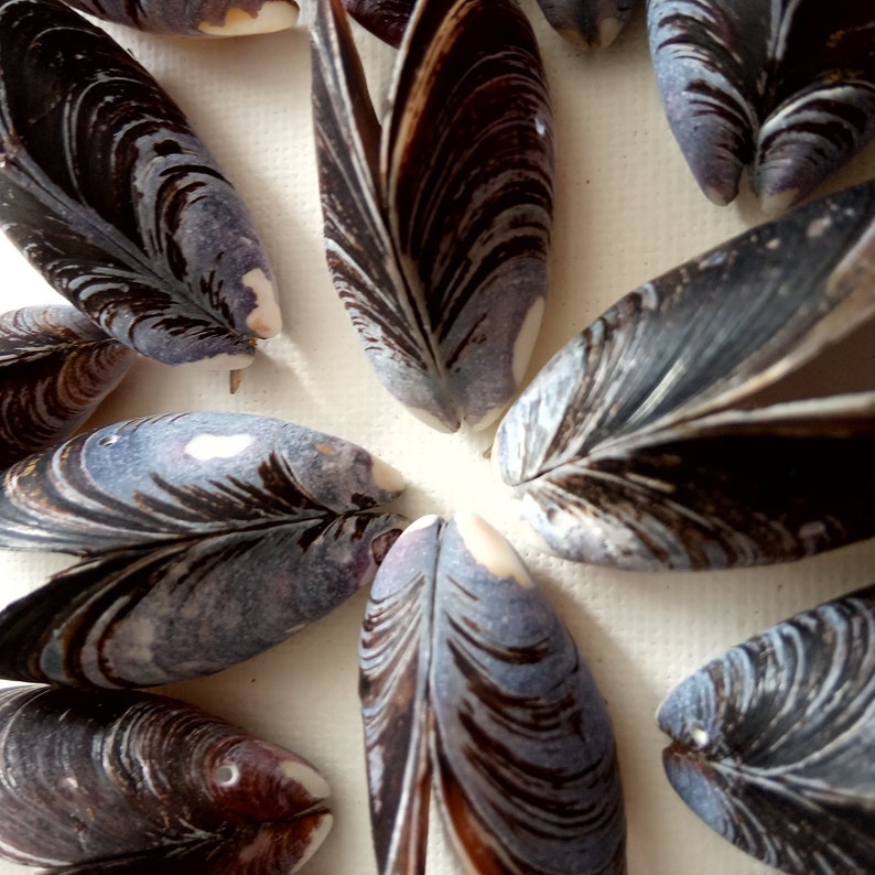 Large Lot with Quality Portuguese Sea Shell Bulk Beach Decor,Design Creative Projects from Oporto Supplies for Craft 50 Mussel Shells