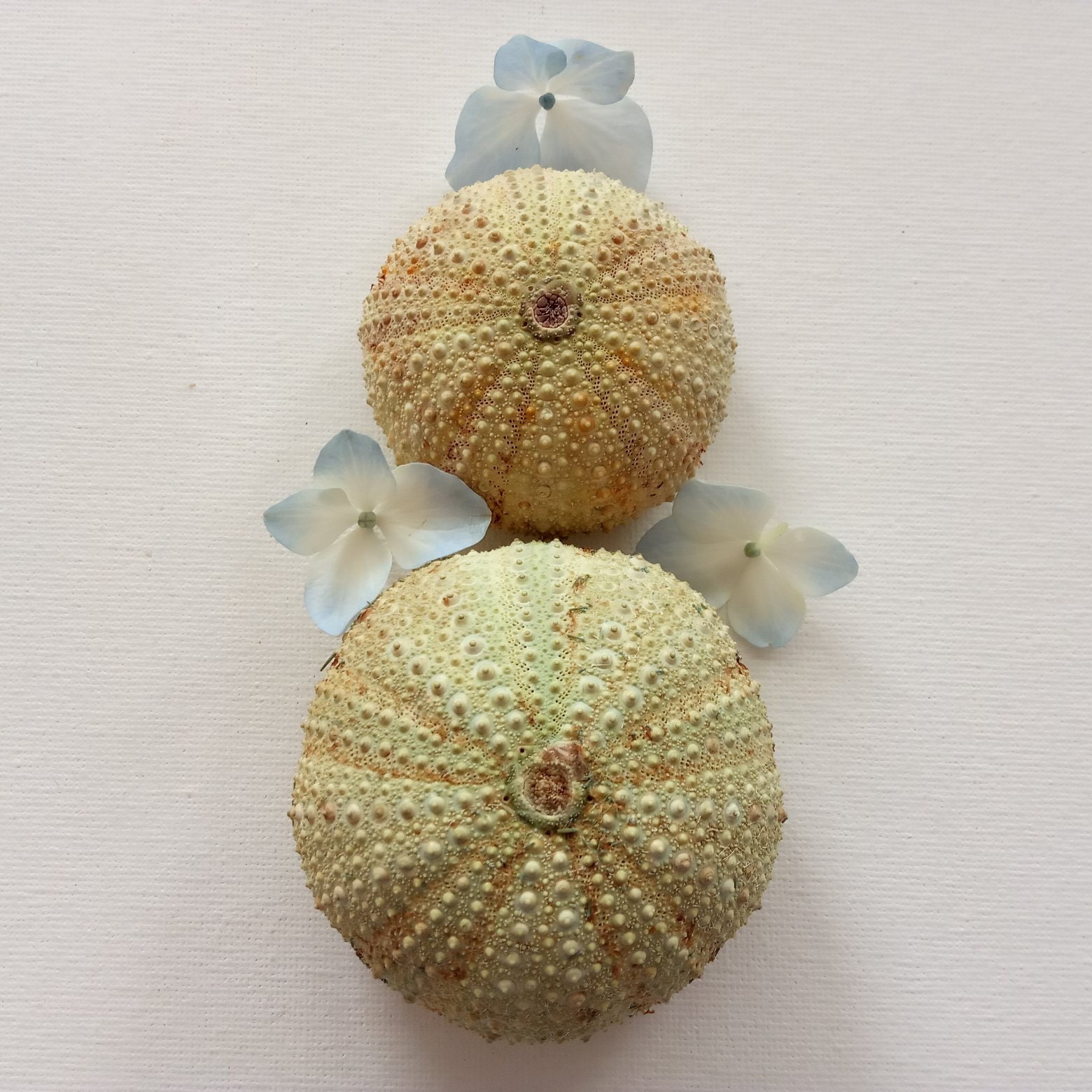 2 beautiful sea urchin shells for Air plant holder Nature | Etsy