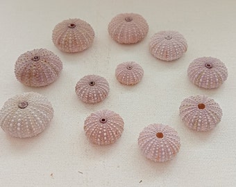 11 beautiful purple sea urchin shells for Air plant holder Nature lover Supplies for Beach house Nautical decor from Oporto Portugal