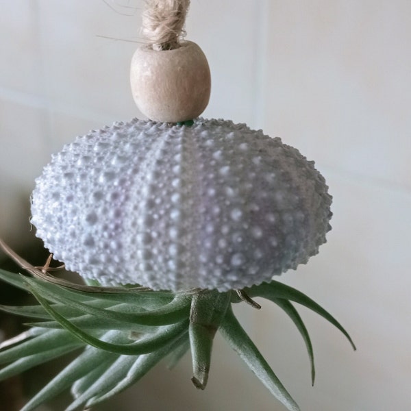 2 Big beautiful sea urchin shells for Air plant holder Nature lover Supplies for Beach house Nautical and Wedding Decor from Oporto Portugal