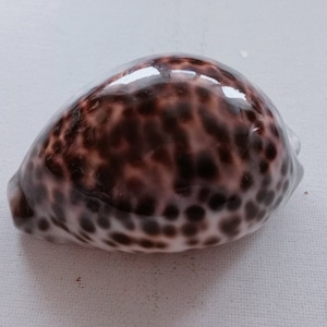 Cypraea Tigris Sea Shell Big Size 83 mm for Curiosity Cabinet Collection Creative Projects Exotic Rare Shell Porcelain Aquarium image 1