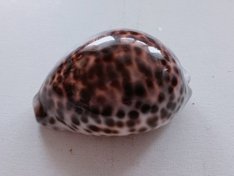 Cypraea Tigris Sea Shell Big Size 83 mm for Curiosity Cabinet Collection Creative Projects Exotic Rare Shell Porcelain Aquarium image 1