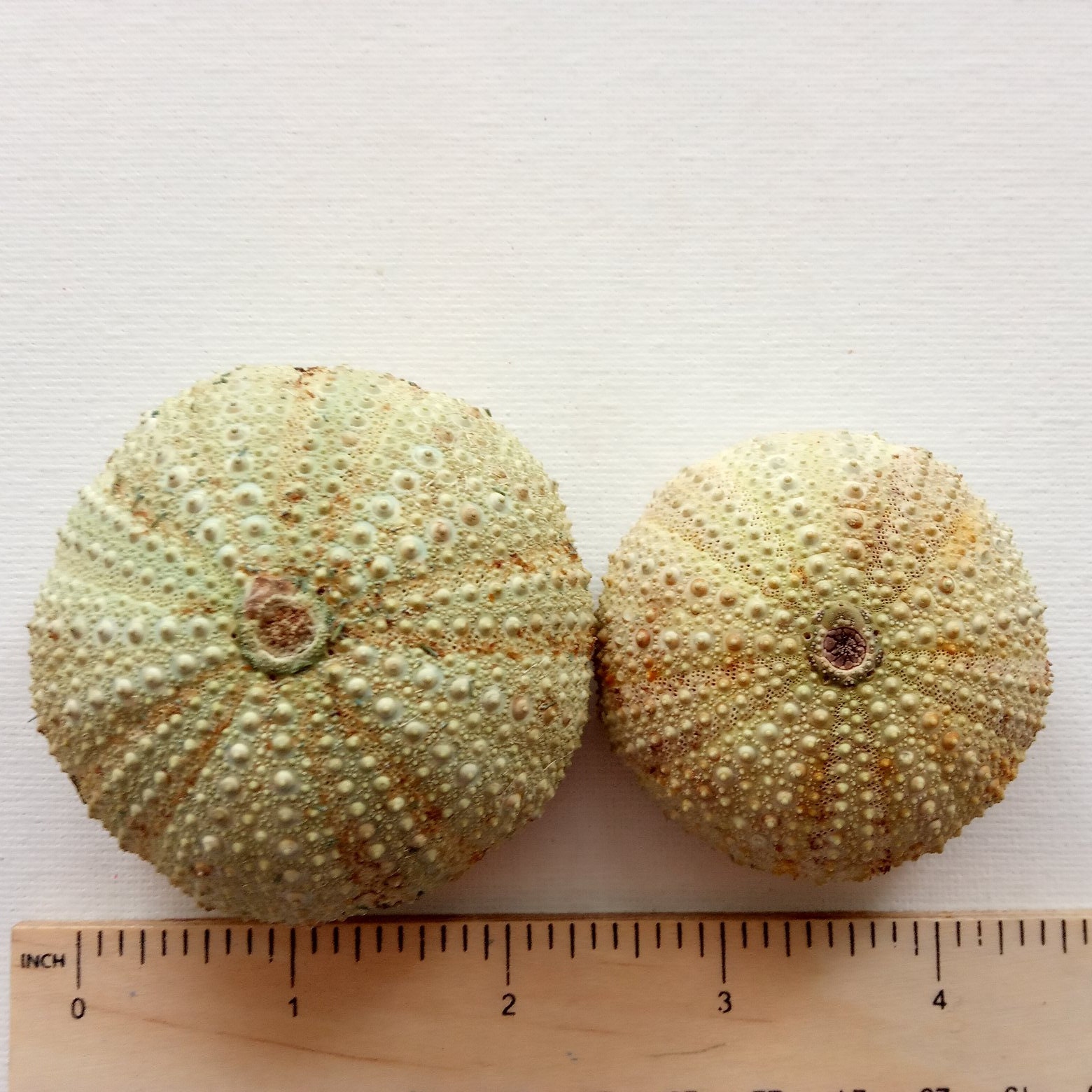 2 beautiful sea urchin shells for Air plant holder Nature | Etsy