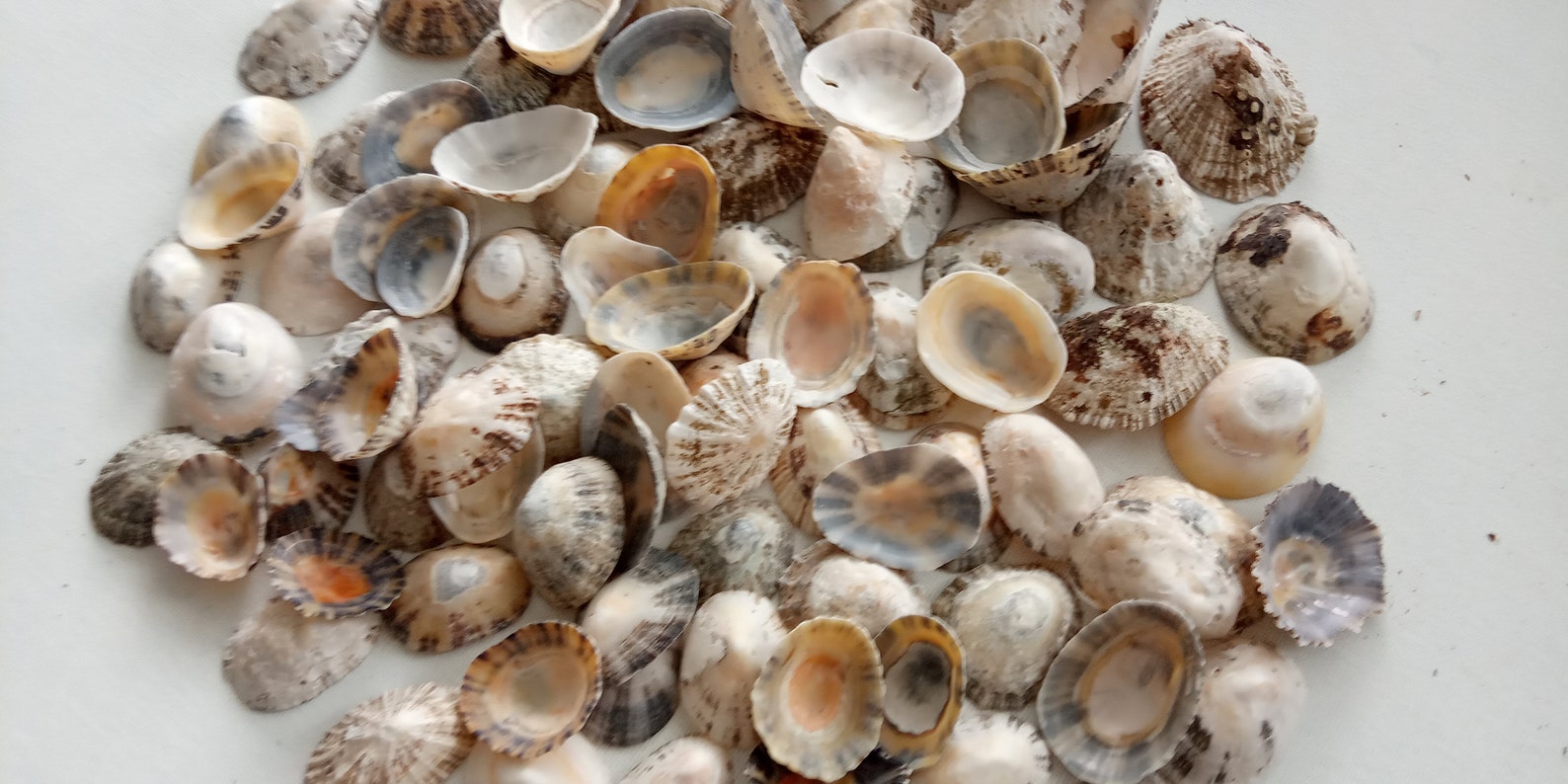 100 Limpet Shells Large Lot With Quality for Wedding Decor - Etsy