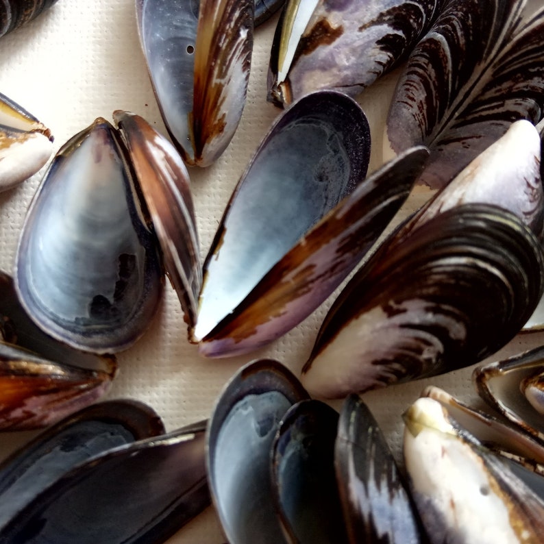 Large Lot with Quality Portuguese Sea Shell Bulk Beach Decor,Design Creative Projects from Oporto Supplies for Craft 50 Mussel Shells