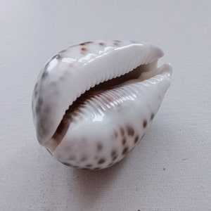 Cypraea Tigris Sea Shell Big Size 83 mm for Curiosity Cabinet Collection Creative Projects Exotic Rare Shell Porcelain Aquarium image 2