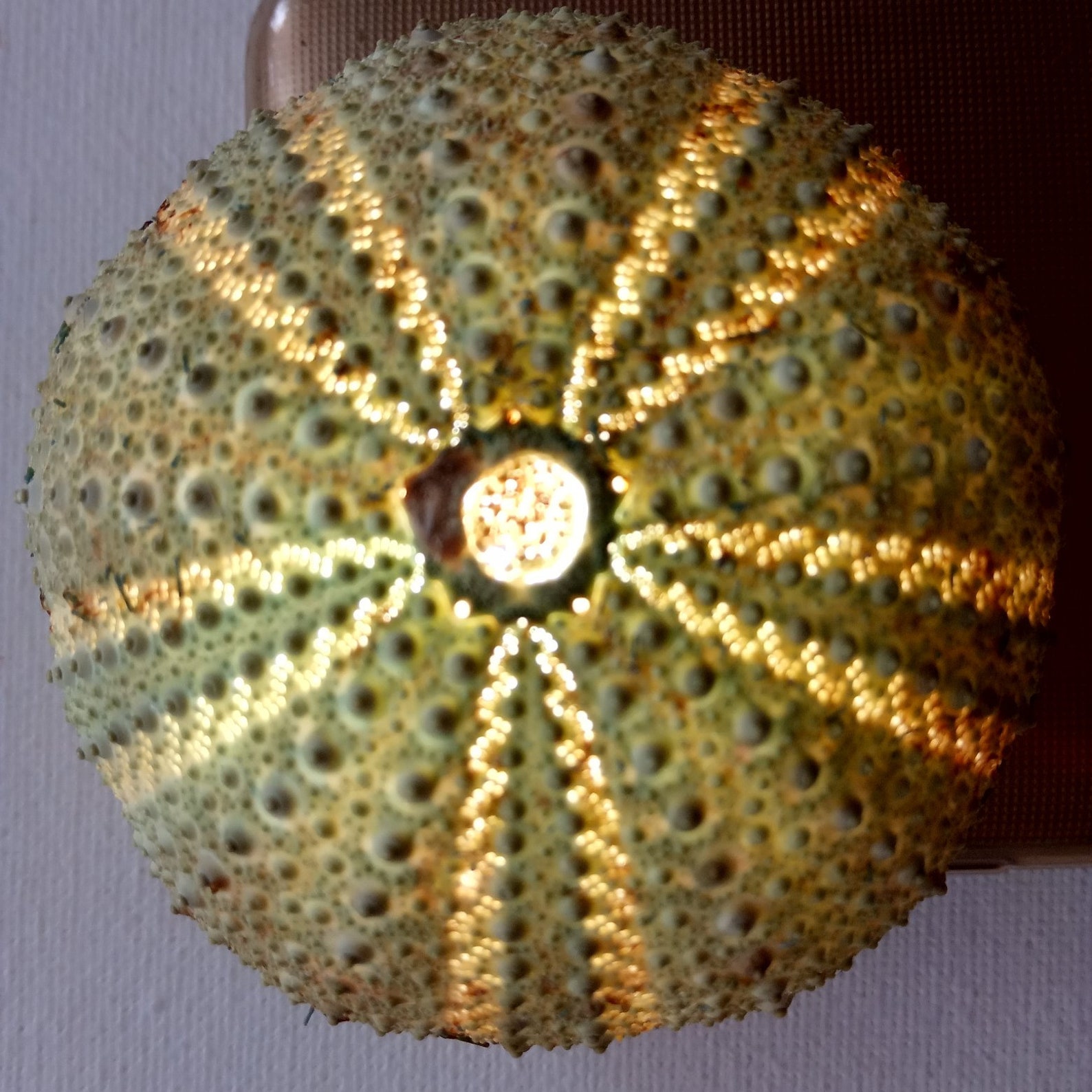 2 beautiful sea urchin shells for Air plant holder Nature