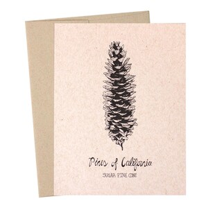 Pomme de pin à sucre, Pins de Californie, Collection des parcs nationaux, Pommes de pin, Papier kraft, Illustré à la main, Illustrations de la nature