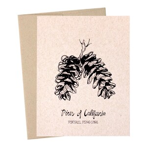 Pomme de pin à queue de renard, Pins de Californie, Collection des parcs nationaux, Pommes de pin, Papier kraft, Illustré à la main, Illustrations de la nature