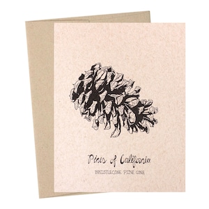 Pomme de pin bristlecone, Pins de Californie, Collection des parcs nationaux, Pommes de pin, Papier kraft, Illustré à la main, Illustrations de la nature