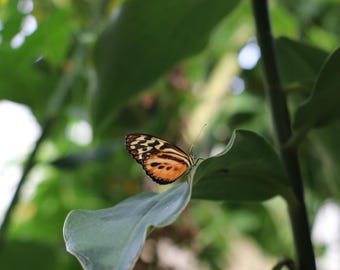 Nursery Butterfly Print