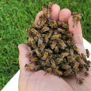 BienengiftSerum mit Hyaluronsäure - 10 ml Bild 14