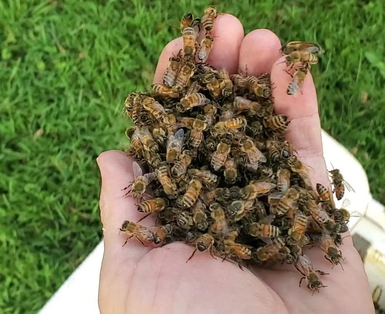BienengiftSerum mit Hyaluronsäure - 10 ml Bild 14