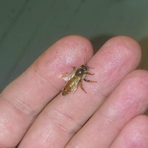 K&ouml;nnte beinhalten: Eine kleine Honigbiene mit dunkelbraunem Kopf und Thorax, durchscheinenden Fl&uuml;geln und einem goldbraun gestreiften Hinterleib. Das Insekt befindet sich auf einer Oberfl&auml;che und zeigt deutlich seine sechs Beine, F&uuml;hler und Fl&uuml;gelstruktur.