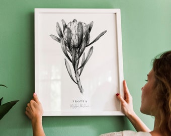 Protea flower print, Botanical pencil drawing, Flower Illustration, Black and white, Flower fine art print