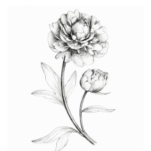 Op de afbeelding: Een zwart-witte potloodtekening van een pioenroos met twee bloemen. De bloem is realistisch getekend met gedetailleerde bloemblaadjes en bladeren. De tekst "PEONY" en "Khrystyna Khristianova" staat onder de bloem.