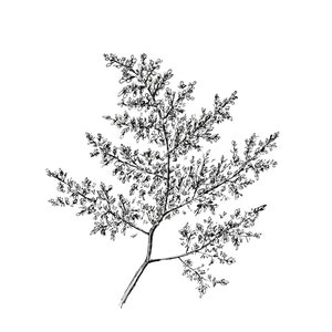 May include: A black and white line drawing of a delicate branch with small leaves. The branch is drawn in a realistic style, with intricate details of the leaves and twigs.