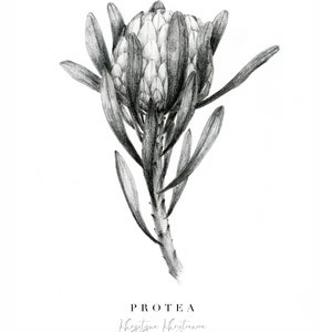 May include: A black and white pencil drawing of a Protea flower. The drawing is signed "Khrystyna Khrystanova" at the bottom.