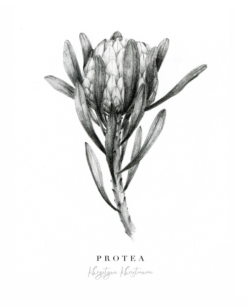 May include: A black and white pencil drawing of a Protea flower. The drawing is signed "Khrystyna Khrystanova" at the bottom.