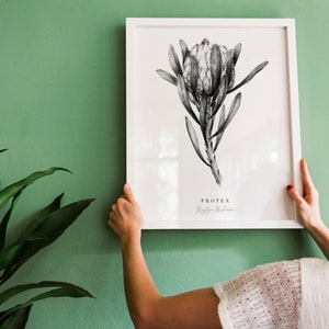 May include: A framed black and white botanical illustration of a Protea flower with the text "Protea, King Protea" below the image.