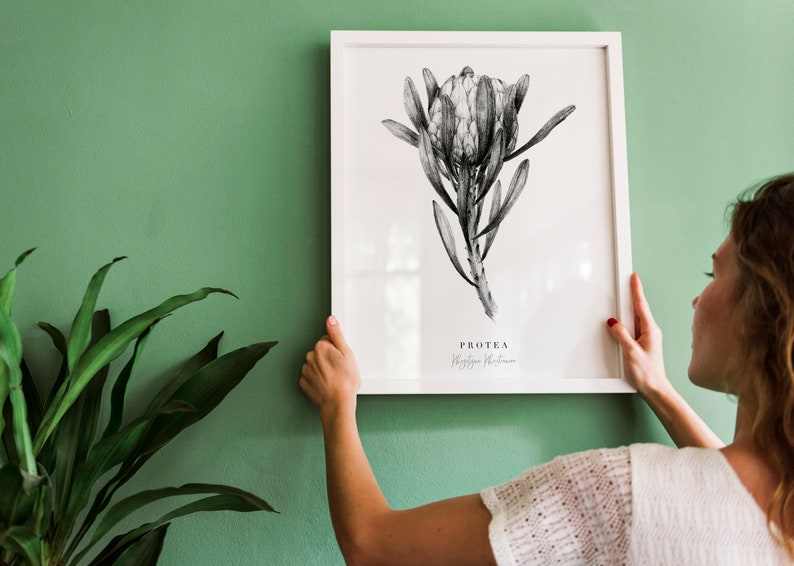 May include: A framed black and white botanical illustration of a Protea flower with the text "Protea, King Protea" below the image.