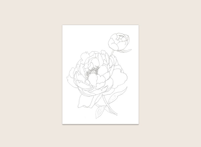 May include: A black and white line drawing of a peony flower with two blooms.