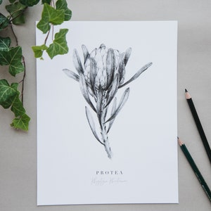 May include: A black and white pencil drawing of a Protea flower, with the text "PROTEA" and "King Protea" written below the flower.