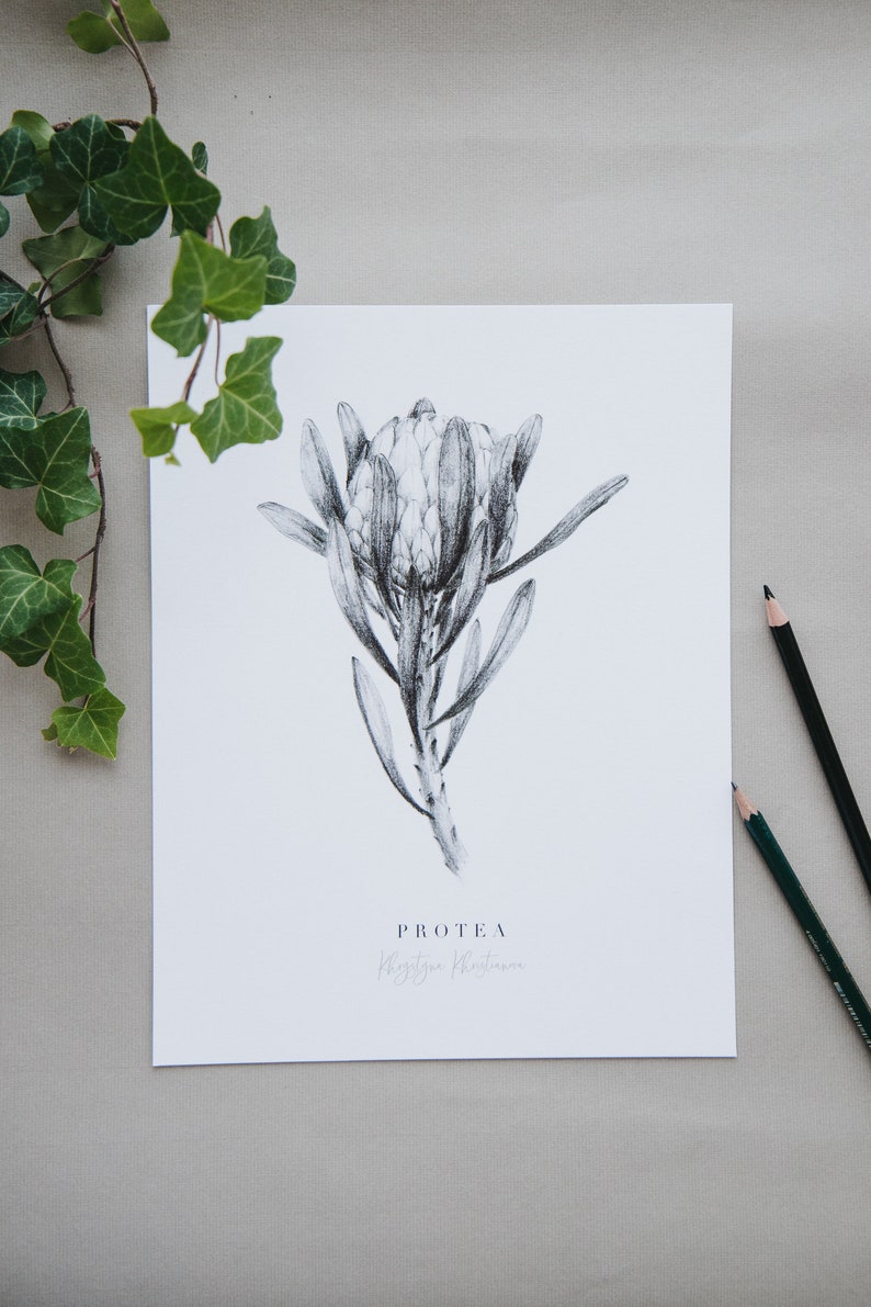 May include: A black and white pencil drawing of a Protea flower, with the text "PROTEA" and "King Protea" written below the flower.