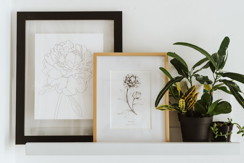 Op de afbeelding: Twee ingelijste zwart-wit lijntekeningen van pioenen, een in een zwart frame en een in een gouden frame, op een witte plank met een plant in een pot.