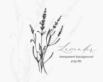 May include: A black and white line drawing of lavender flowers on a white background. The text "Lavender" and "transparent background png file" is below the image.