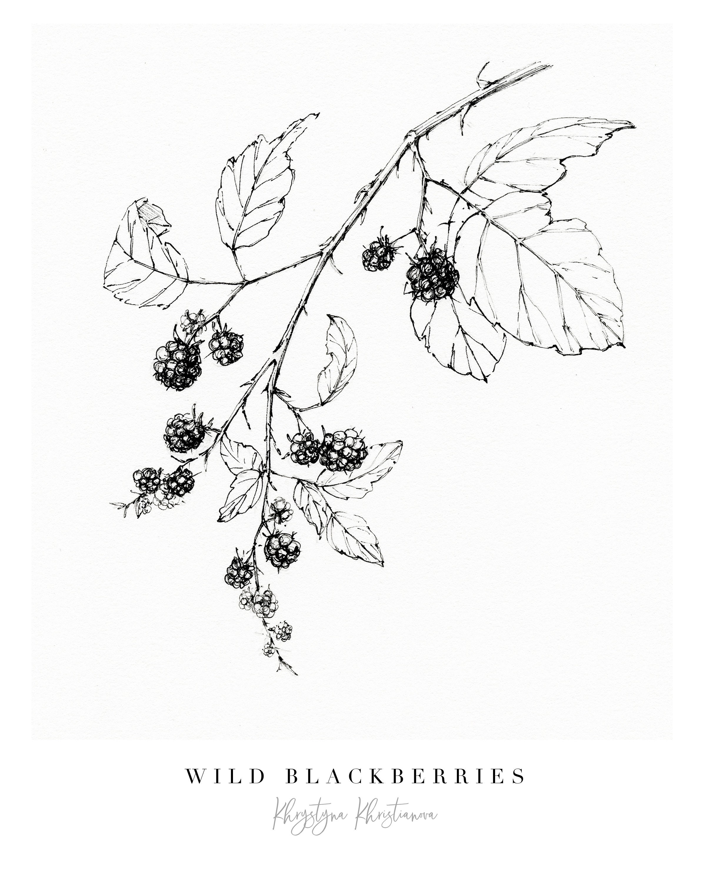 Wild blackberry botanical flower print Giclee print black Etsy