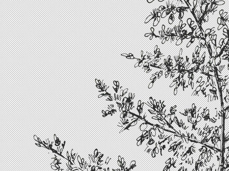 May include: Black and white line drawing of a tree branch with leaves and berries. The drawing is done in a simple, stylized way, and the leaves and berries are all different shapes and sizes.