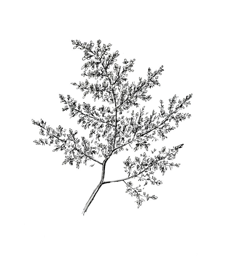 May include: A black and white line drawing of a delicate branch with small leaves. The branch is drawn in a realistic style, with intricate details of the leaves and twigs.