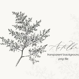 May include: Black and white line drawing of a delicate sprig of astilbe with the text "Astilbe transparent background png file".