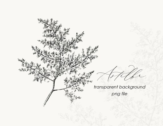 Digital Hand drawn Floral Ink Illustration. Astilbe garden flower drawing. Black Ink Botanical Illustration. PNG  Downloadable Illustration.