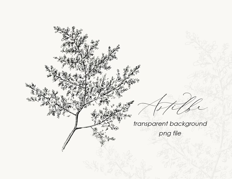 May include: Black and white line drawing of a delicate sprig of astilbe with the text "Astilbe transparent background png file".