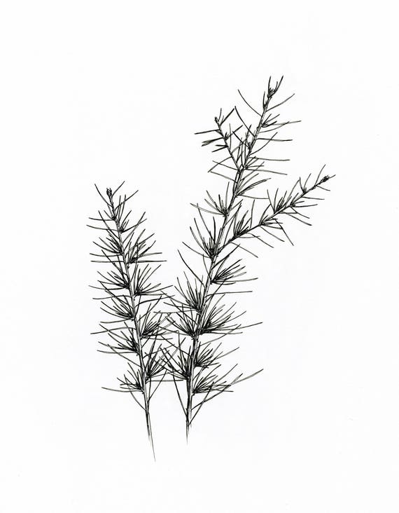 Pine Branch Original Botanical Ink Illustration Black Ink Etsy