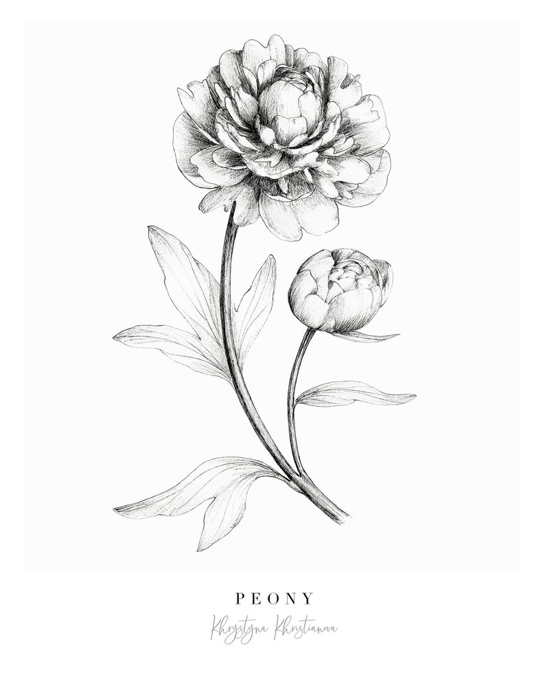 Op de afbeelding: Een zwart-witte potloodtekening van een pioenroos met twee bloemen. De bloem is realistisch getekend met gedetailleerde bloemblaadjes en bladeren. De tekst "PEONY" en "Khrystyna Khristianova" staat onder de bloem.