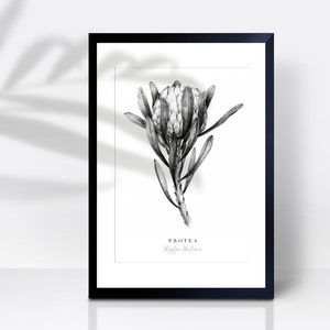 May include: Black and white illustration of a Protea flower, a type of flowering plant native to South Africa. The illustration is framed in a black frame and has the text "Protea" and "King Protea" written below the flower.