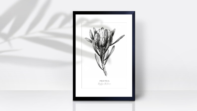 May include: Black and white illustration of a Protea flower, a type of flowering plant native to South Africa. The illustration is framed in a black frame and has the text "Protea" and "King Protea" written below the flower.