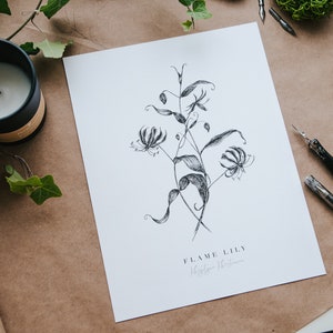 May include: A black and white line drawing of a flame lily flower with the text "FLAME LILY" and "Megan Newman" written below the drawing.