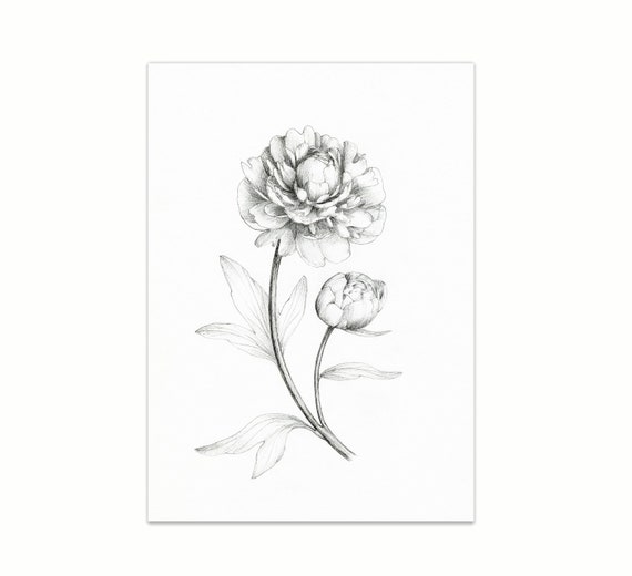 Peony Original Botanical Ink Illustration Black and White | Etsy