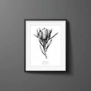 May include: Black and white illustration of a Protea flower, also known as a King Protea, with the text "Protea, King Protea" below the image.