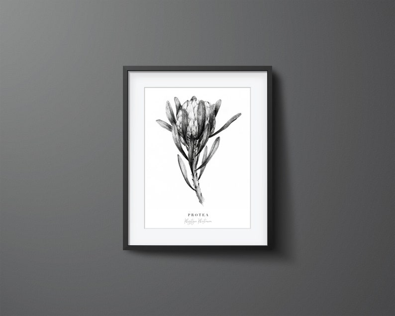 May include: Black and white illustration of a Protea flower, also known as a King Protea, with the text "Protea, King Protea" below the image.