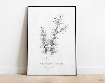 Botanical flower print, Western larch giclee print, black and white pine branch ink illustration, fine art flower drawing, line art