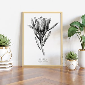 May include: Black and white illustration of a Protea flower with the text "PROTEA  King Protea" printed below the image. The illustration is framed in a light wood frame and displayed on a white wall with two potted plants in front of it.