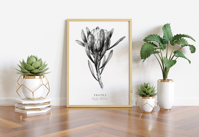 May include: Black and white illustration of a Protea flower with the text "PROTEA  King Protea" printed below the image. The illustration is framed in a light wood frame and displayed on a white wall with two potted plants in front of it.