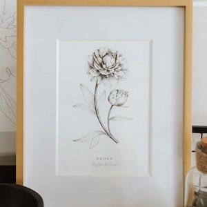 Op de afbeelding: Een ingelijste zwart-witte lijntekening van een pioenroos met de tekst "PEONY Paeonia lactiflora" onder de afbeelding.